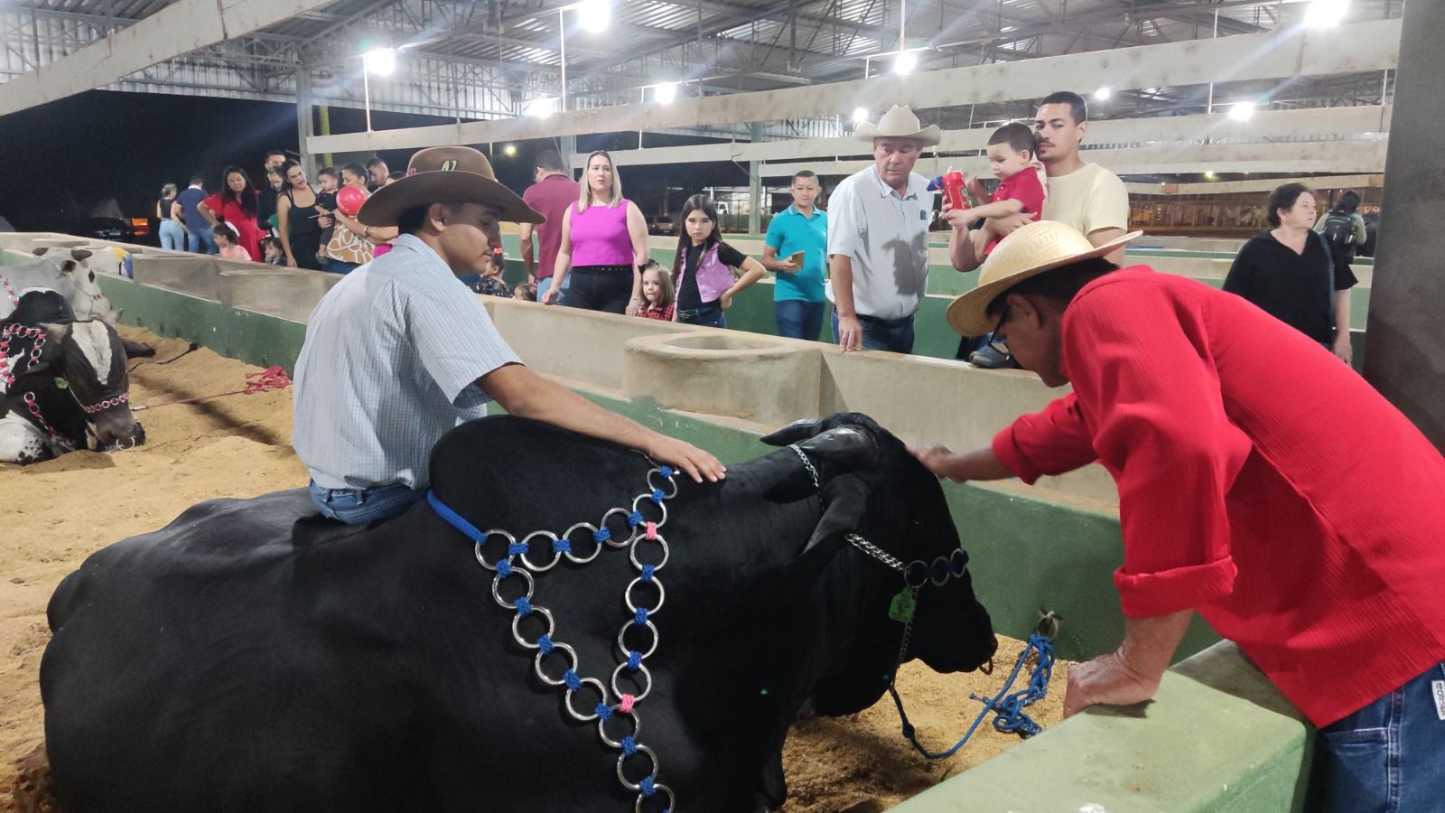 Passeio e fotos com grupo de bois mansos viram parada obrigatória na Exposul 50