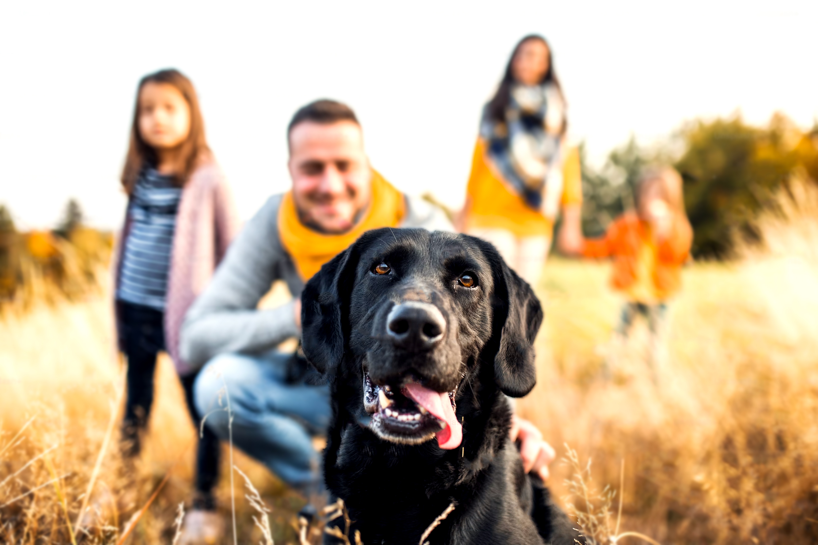 A modernização do conceito de família para o amparo jurídico aos animais de estimação