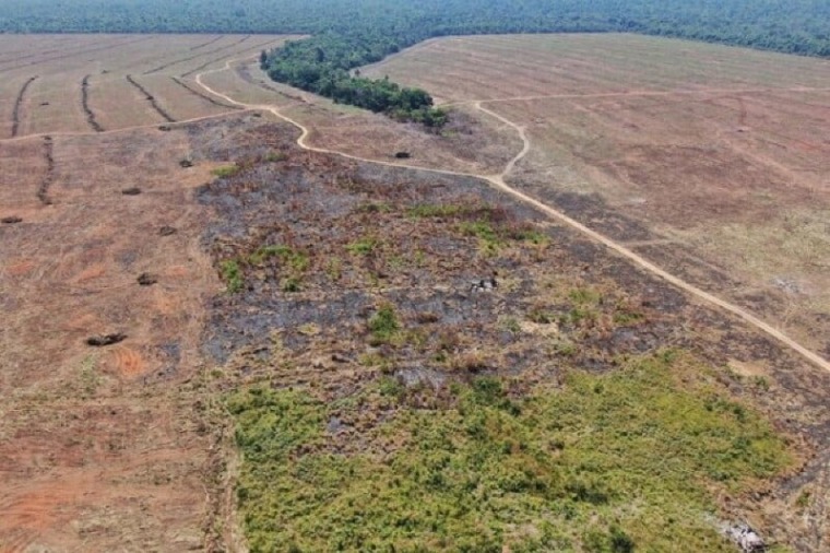 Mutirão de Conciliação estabelece recomposição de 9,9 mil hectares