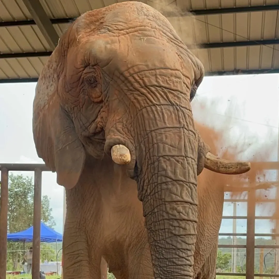 Bem-vinda ao Lar, Pupy! Elefanta Africana Chega ao Santuário na Chapada dos Guimarães